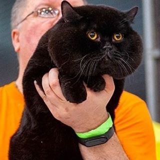 Картинки на котовторник 1.09.20