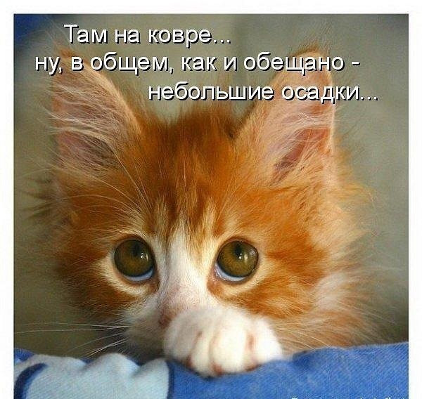 Фотки и картинки: юморные и красивые, забавные и милые 09.10.20