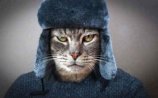 Российским кошкам запретили участвовать в международных соревнованиях