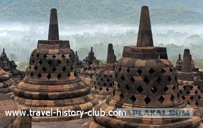 Они живут только 40 лет