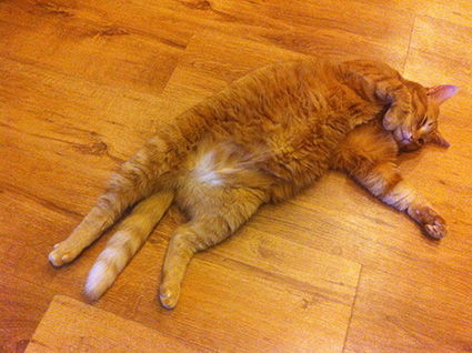 Котовторник  19.03.2013