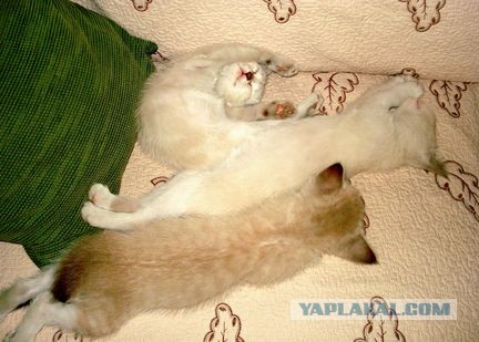 Три Кото-истории