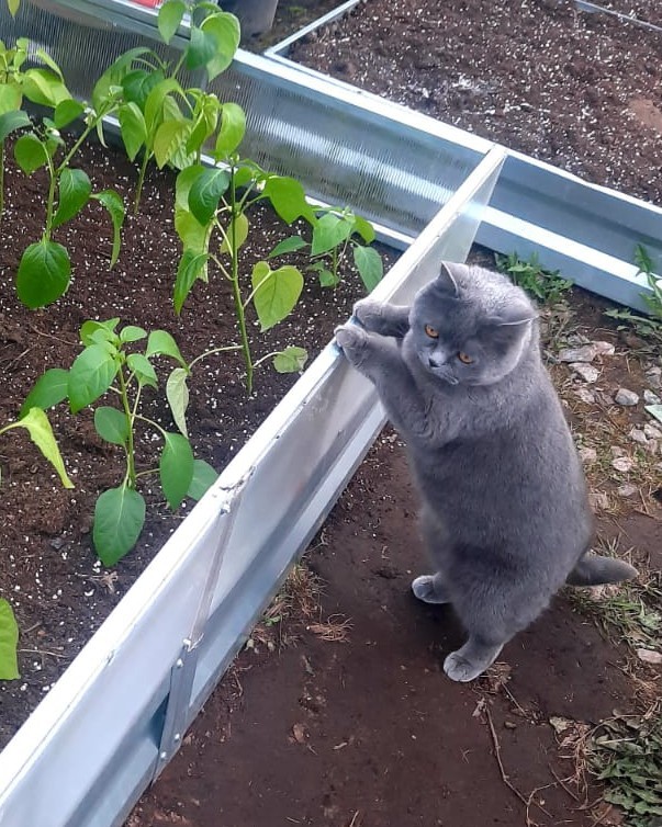 Много дел у кота на даче...
