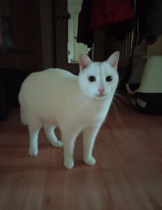 Нестандартные коты