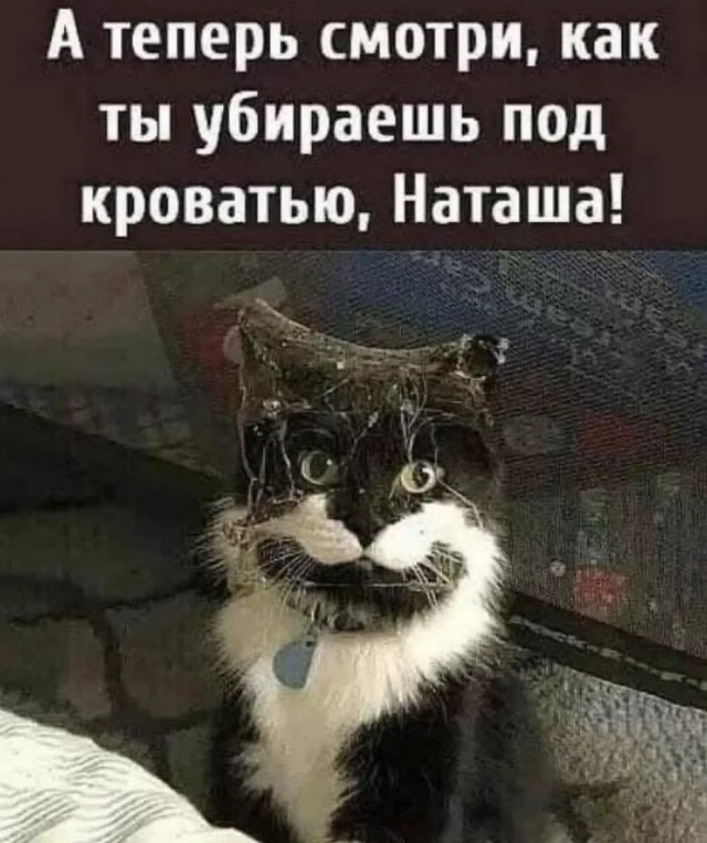 К котовторнику: подборка картинок-баянов с котиками и про котиков. Выпуск 9