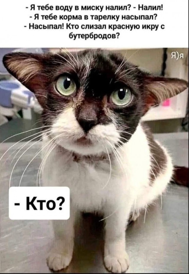 К котовторнику: подборка картинок-баянов с котиками и про котиков. Выпуск 11