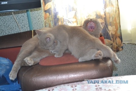 Котовторник 25.06.2013