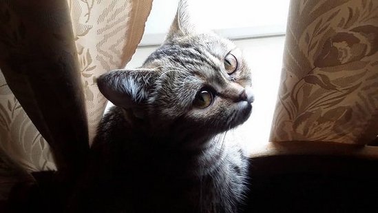 Про кота.
