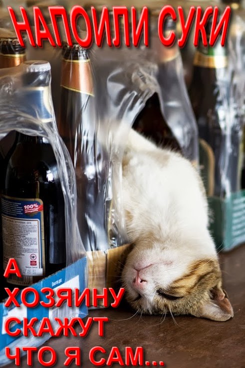Собакены не виноваты