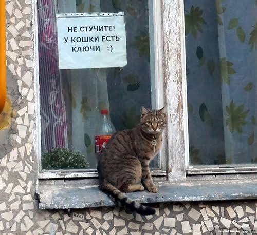 Кот по кличке Филу разорвал соцсети