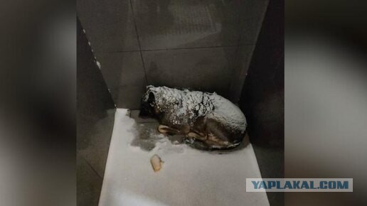 Собаку Додобоню, из-за которой россияне «отменяли» «Додо Пиццу», доставили в приют