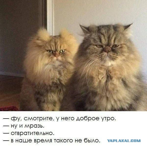 А вас раздражают пожелания доброго утра?