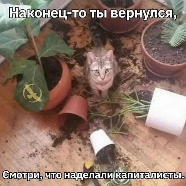 К котовторнику: подборка картинок-баянов с котиками и про котиков. Выпуск 42.