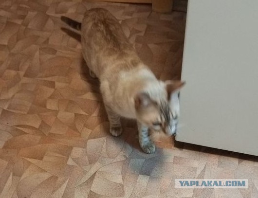 Шерстяная госпожа