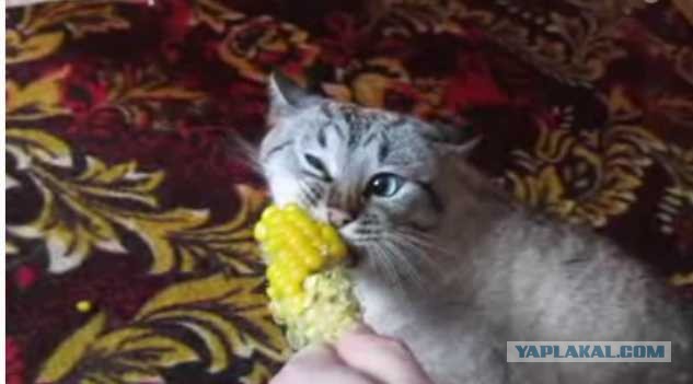 Кот и кукуруза