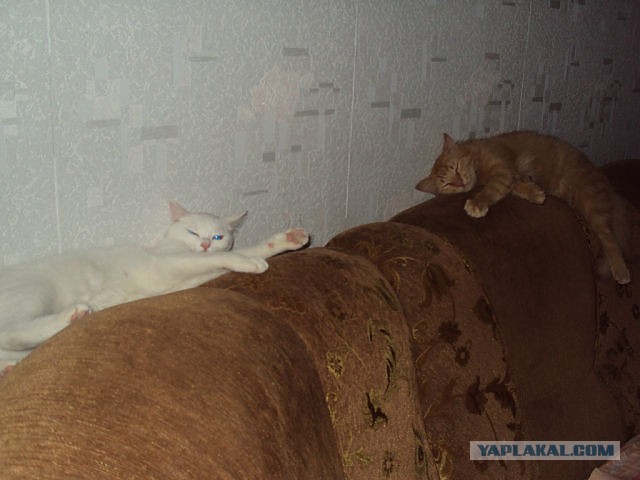 История одного "почти спасения".