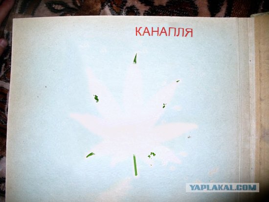 27-летний гербарий
