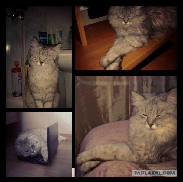 Котовторник 04.03.2014