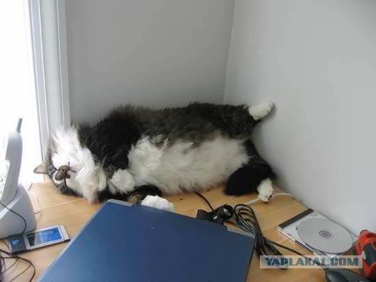 Весёлые картинки. Разбавим будни