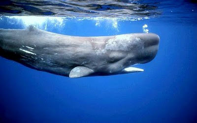 Коты бьют тревогу!