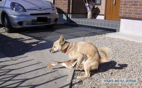 Кот и надоедливый гусь :)
