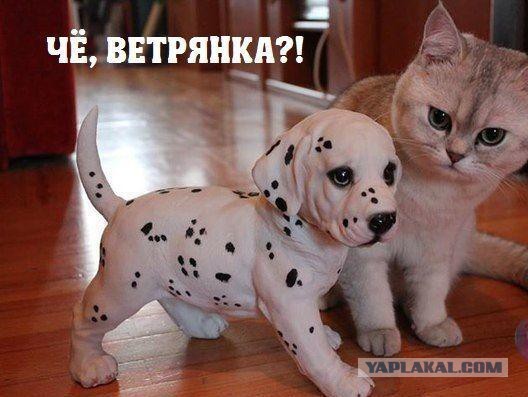 Вестник из соцсетей #10