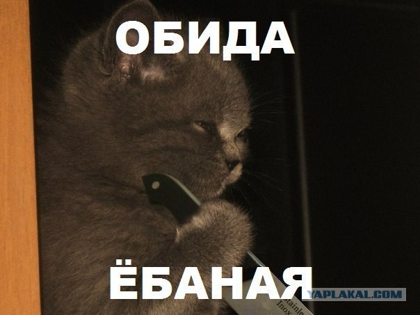 21 преимущество жизни с котом