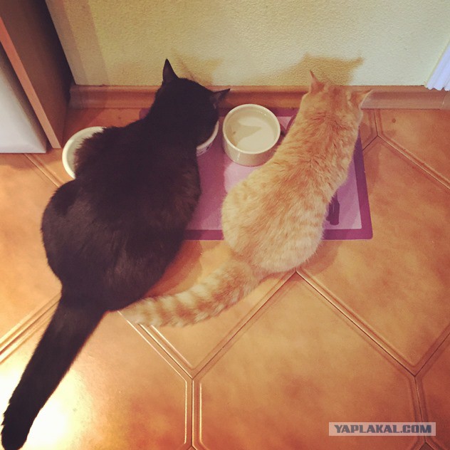 Котовторник 22.03.2016