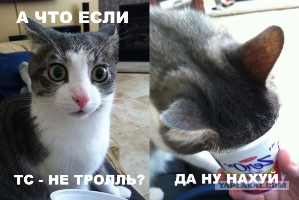 Кот и макраме ждут меня