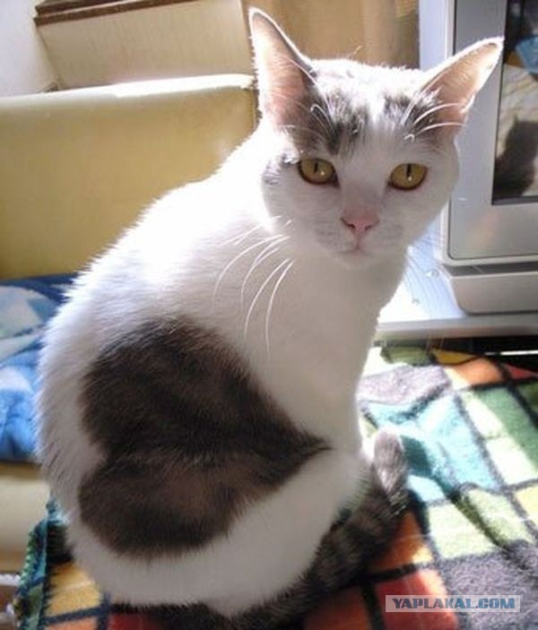 Котовторник 12.04