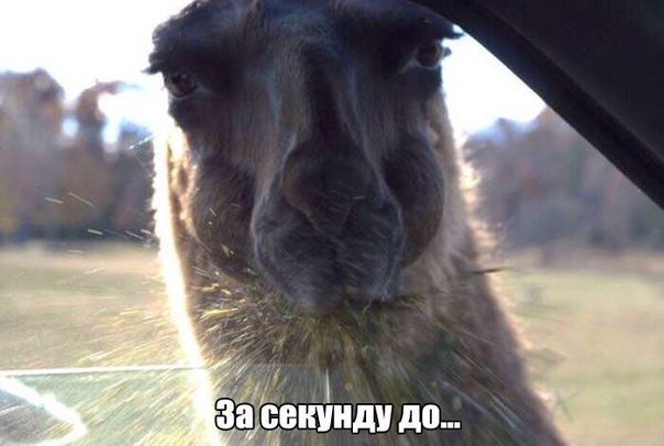 Мохнатые беспредельщики