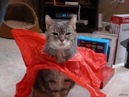 7 котов-героев, спасших человеческие жизни