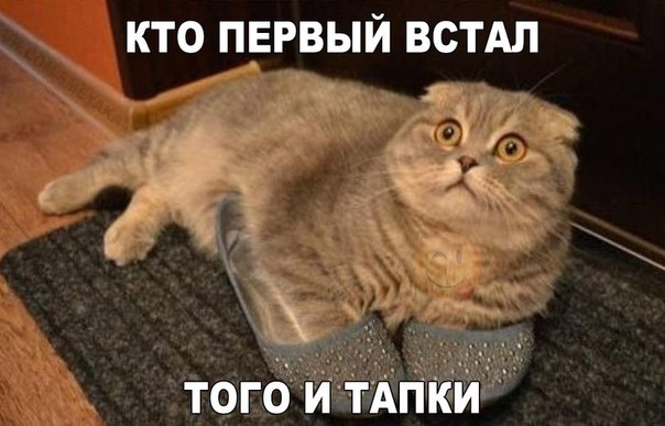 Мохнатые беспредельщики