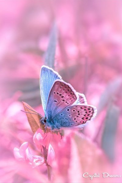 Самые смешные животные