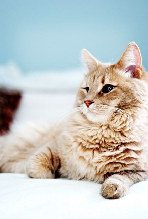 Коты и Кошки