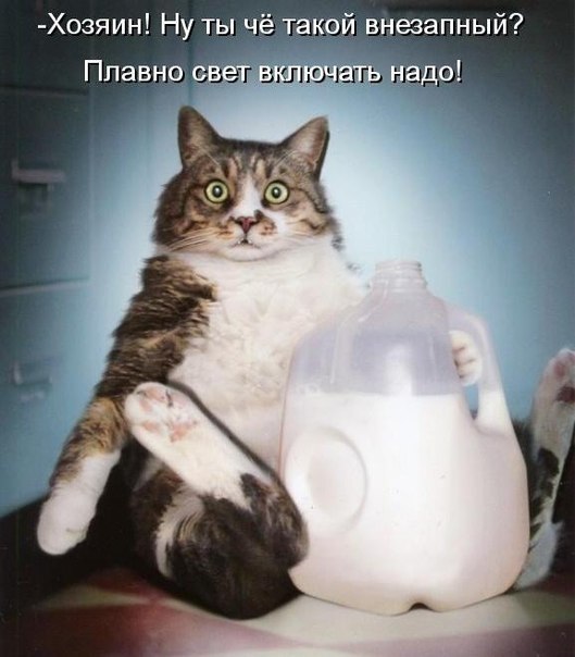 Коты. Отнюдь не ми-ми-ми.