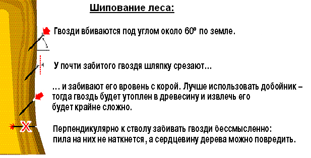 Россиян наказали за защиту сибирского леса от китайцев