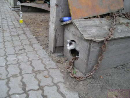Немного милоты