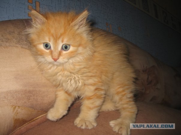 Новогодний КОТОВТОРНИК!