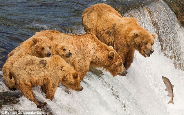 Как мать-медведица учит своих детей ловить рыбу