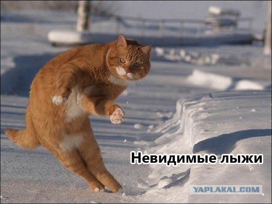 Коты и невидимые предметы 26 фот