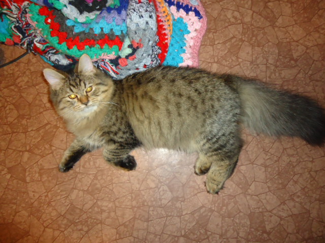 Котовторник 24.04.2012