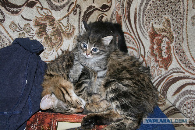 Котовторник 30.04.2019.