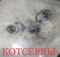 Котики