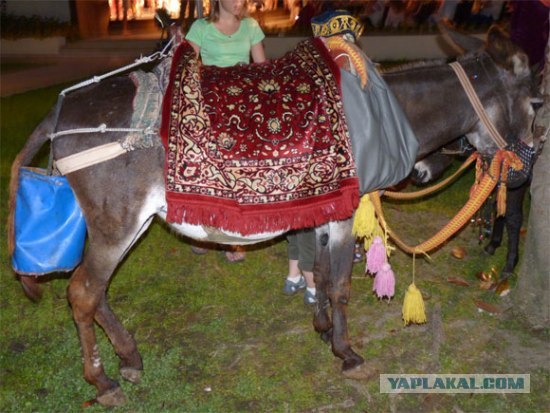 Кодекс Москвича