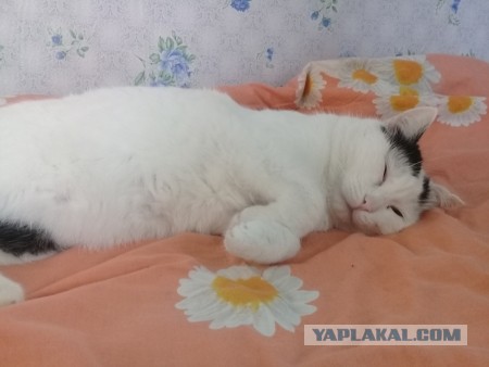 Товарищи, а что в Вашем холодильнике?