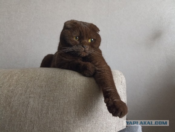 Начинаем котовторник.