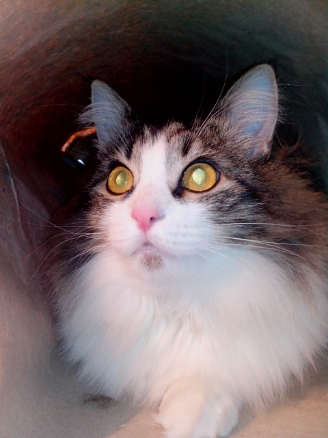Котовторник 16.04.2013