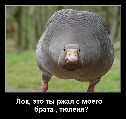 Новые демотиваторы