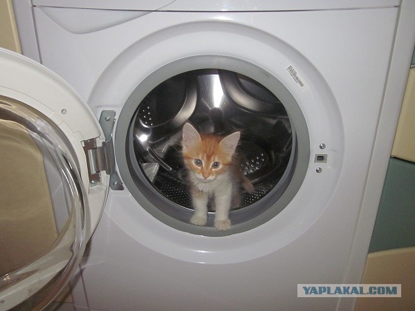Котовторник 21.05.2013